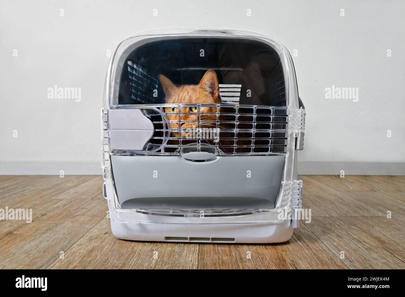 Rote Katze, die ängstlich aus einer geschlossenen Haustiertrage blickt. Stockfoto
