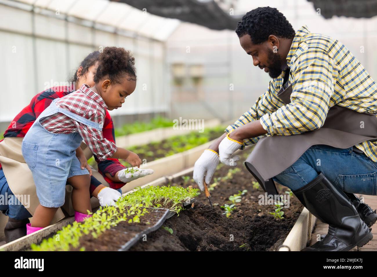 Afrikanische schwarze Kinderspielpflanze kleine Baumgartenarbeit auf Bauernhof mit Familie. Kinder, Papa, Mama, liebt Natur, oganische Landwirtschaft. Stockfoto