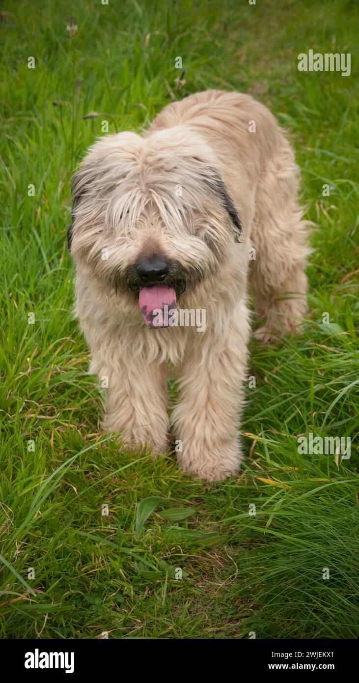 Haariger Hund auf dem Grasfeld Stockfoto