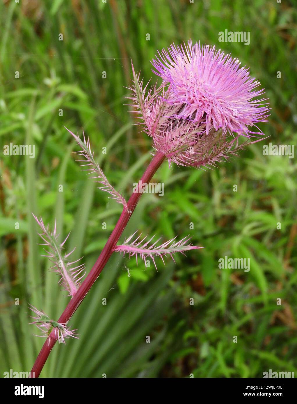 Eine Nahaufnahme einer hübschen rosafarbenen Mariendistel in den Sümpfen von St. Marks nationales Tierschutzgebiet in der Nähe von crawfordville im wakulla County im Norden floridas Stockfoto