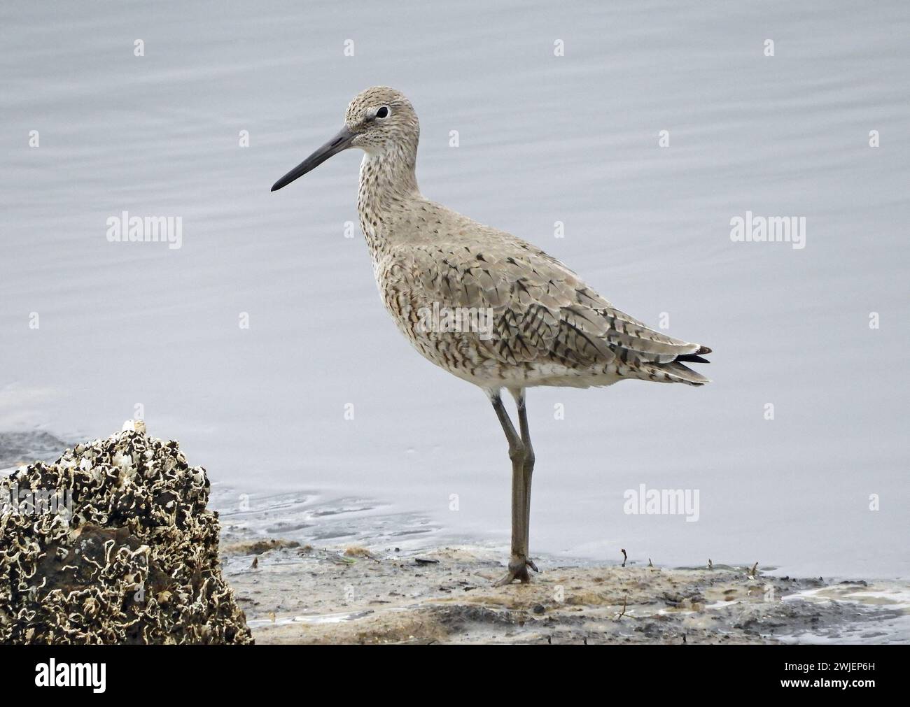 Eine wanderweide, die an der Küste eines Salzwassersumpfes in St. Marks nationales Tierschutzgebiet im wakulla County im Norden floridas Stockfoto