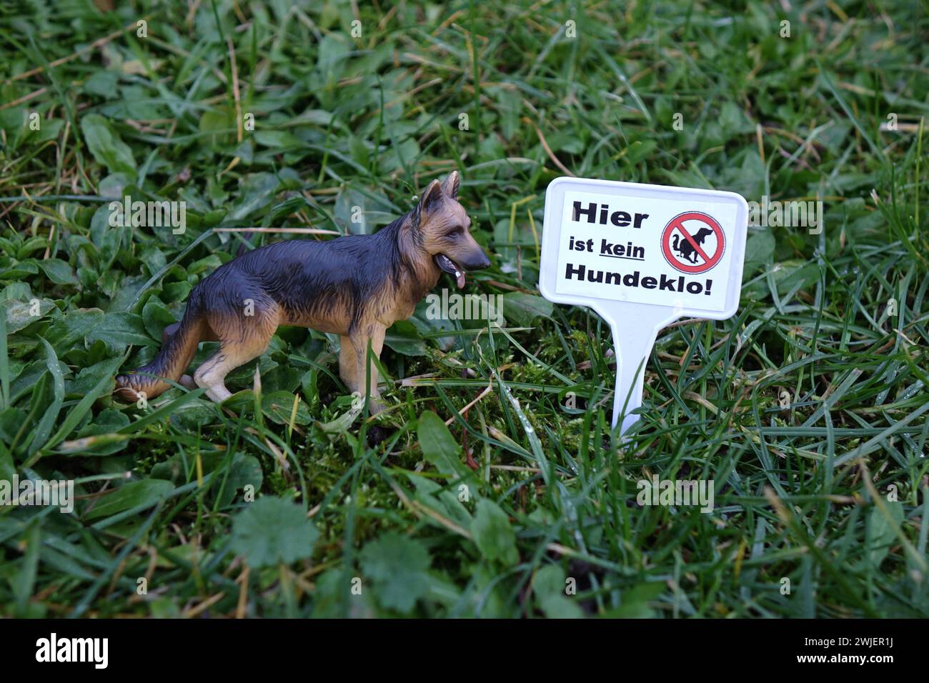 kleines Hundeverbotsschild im Gras mit Hundemodell kleines Hundeverbotsschild im Gras mit Hundemodell, 10.02.2024, Borkwalde, Brandenburg, in einem Vorgarten steckt ein Schild mit dem Schriftzug hier ist kein Hundeklo neben einem Hundemodell. *** Kleines Hundeverbotsschild im Gras mit Hundemodell kleines Hundeverbotsschild im Gras mit Hundemodell, 10 02 2024, Borkwalde, Brandenburg, in einem Vorgarten gibt es ein Schild mit dem Schriftzug hier ist keine Hundetoilette neben einem Hundemodell Stockfoto