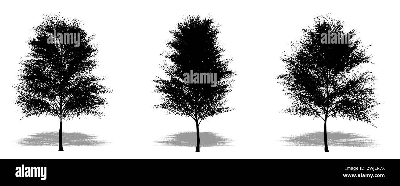 Set oder Sammlung japanischer Weißer Birken als schwarze Silhouette auf weißem Hintergrund. Konzept- oder konzeptionelle 3D-Illustration für Natur, Planet, e Stockfoto