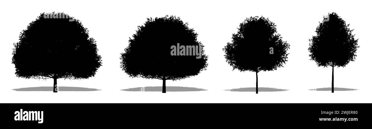 Set oder Sammlung von Live Oak Trees als schwarze Silhouette auf weißem Hintergrund. Konzept- oder konzeptionelle 3D-Illustration für Natur, Planet, Ökologie und c Stockfoto