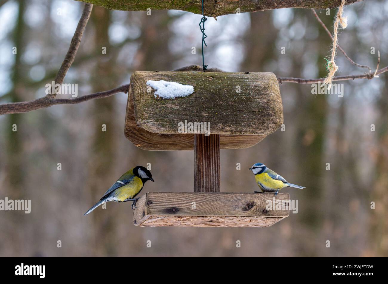 Die beiden Vögel saßen auf einem hölzernen Vogelfutterhäuschen. Parus Major und Cyanistes caeruleus Stockfoto