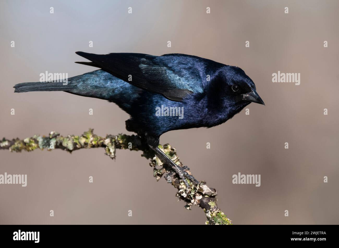 Shiny Cowbird, Molothrus bonariensis, Calden ForestenEnvironment, La Pampa, Argentinien Stockfoto