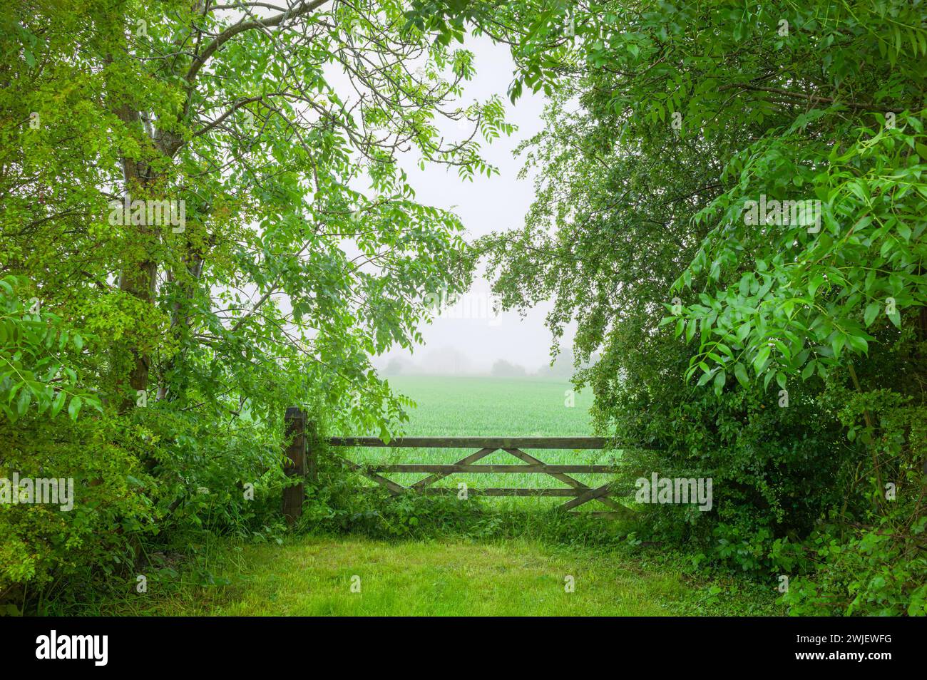 Beverley, Großbritannien - Blick auf ein hölzernes Farmtor, flankiert von Bäumen und grünem Laub, das zu Ackerland mit Ernte und nebeligem Morgenhimmel führt. Beverley, Großbritannien. Stockfoto
