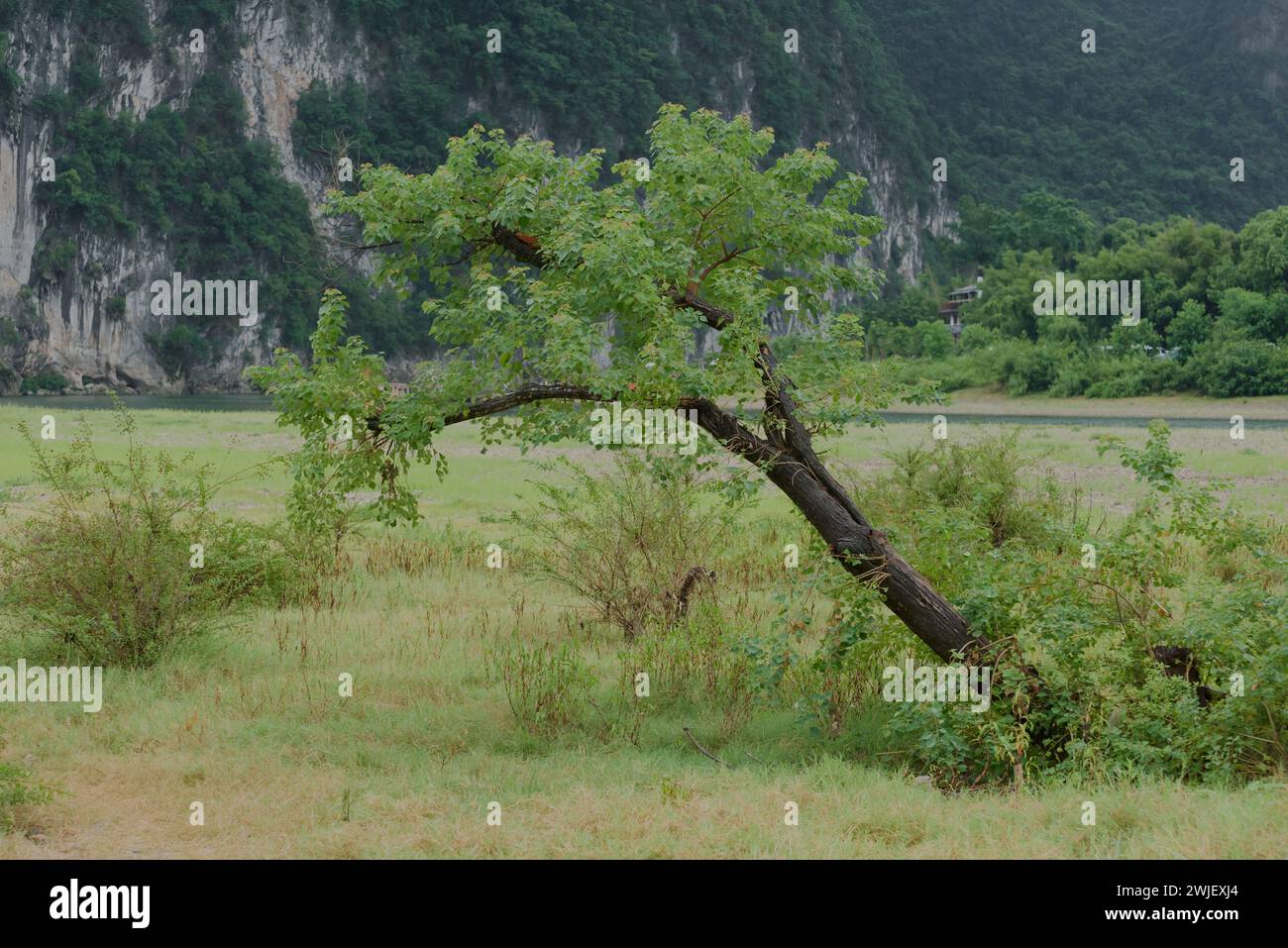 Ein lehnender Baum auf dem Gras Stockfoto
