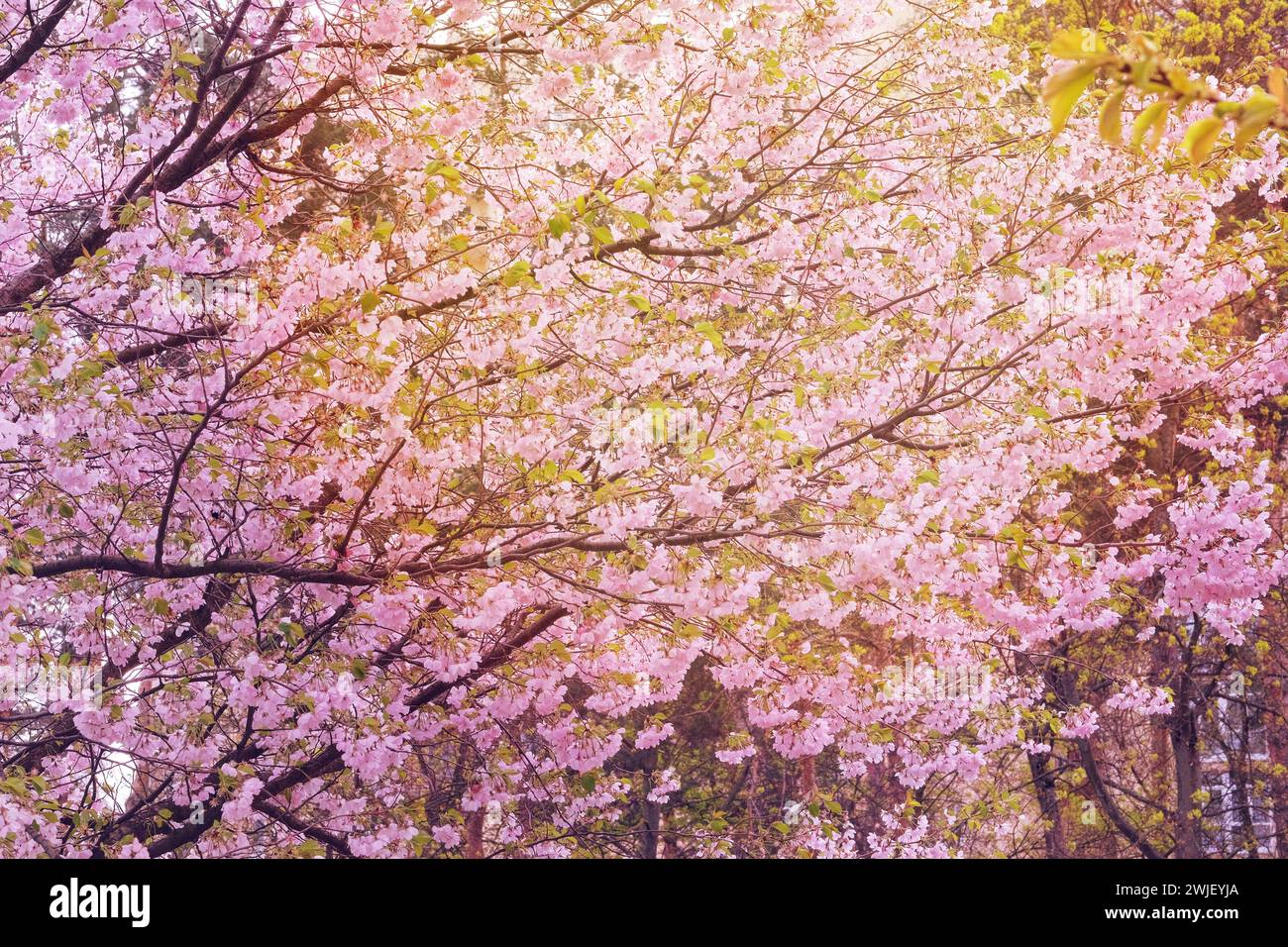 Aprikose blüht im Park. Frühlingsblumen wachsen. Landschaftsgestaltung und Dekoration im Frühling in der Stadt. Sonnig. Stockfoto