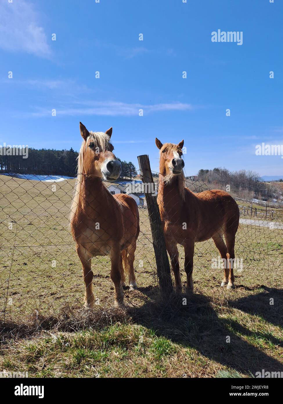 Zwei Pferde stehen in der Nähe eines Zauns auf einem üppigen grünen Feld Stockfoto