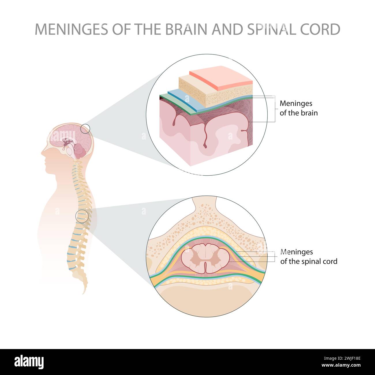 Meningen des Gehirns und des Rückenmarks Stockfoto