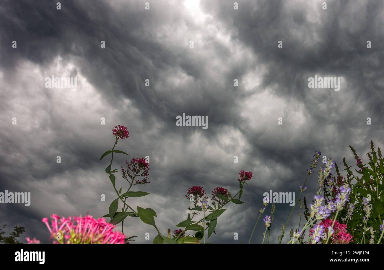 Dramatische Mammus Wolken mit Feuchtigkeit aus einem Garten in Yorkshire, England, Großbritannien Stockfoto