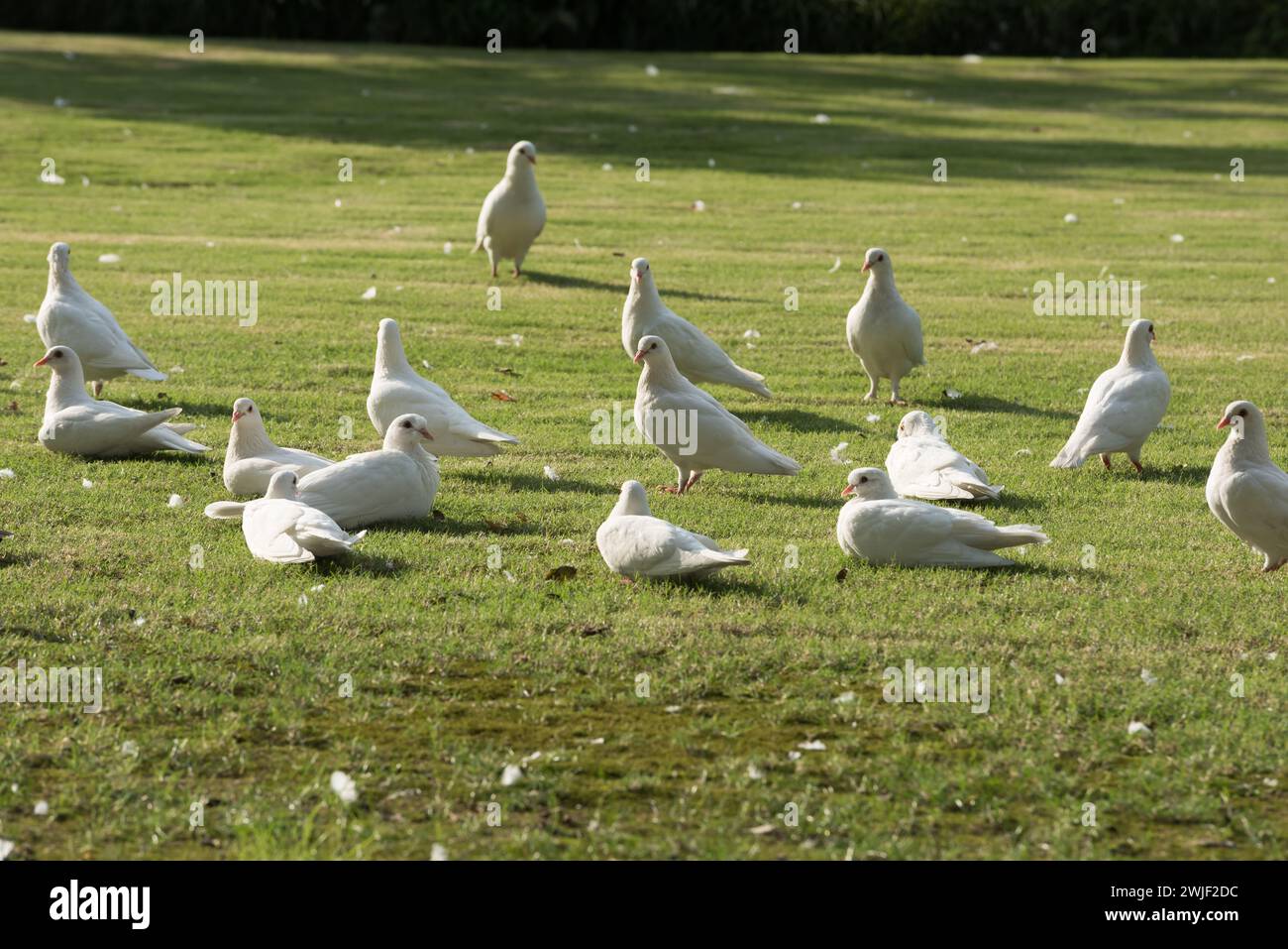 Eine Schar weißer Tauben auf dem Gras Stockfoto