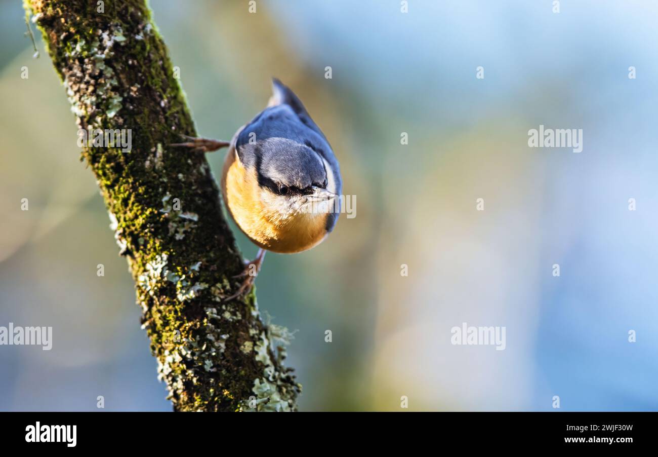 Eurasische Nuthatch, Sitta europaea im Wald bei Wintersonne Stockfoto