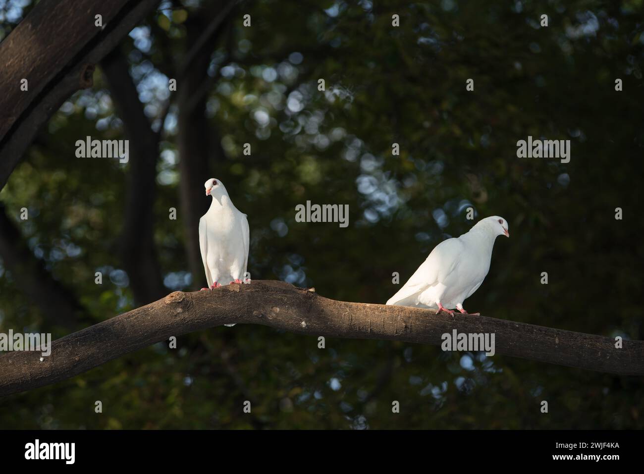 Weiße Taube auf Baumkrone Stockfoto