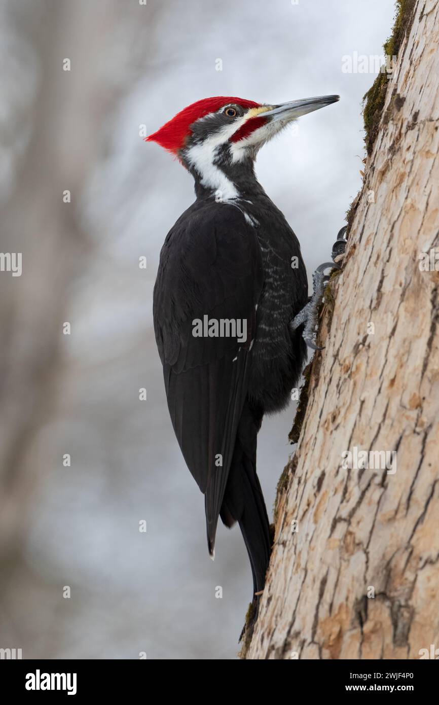 Nahaufnahme eines Pileated Woodspecht, der auf der Suche nach Insekten einen Baumstamm hochklettert Stockfoto