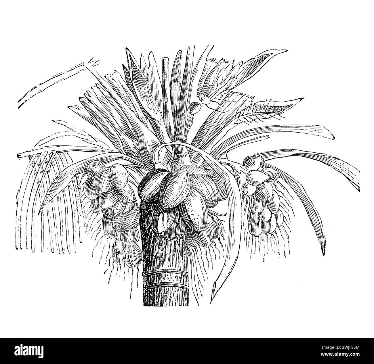 Kokospalme (Cocos nucifera), die Frucht liefert Nahrung, Kraftstoff, Kosmetik, traditionelle Medizin und Baumaterialien, Illustration aus dem 19. Jahrhundert Stockfoto
