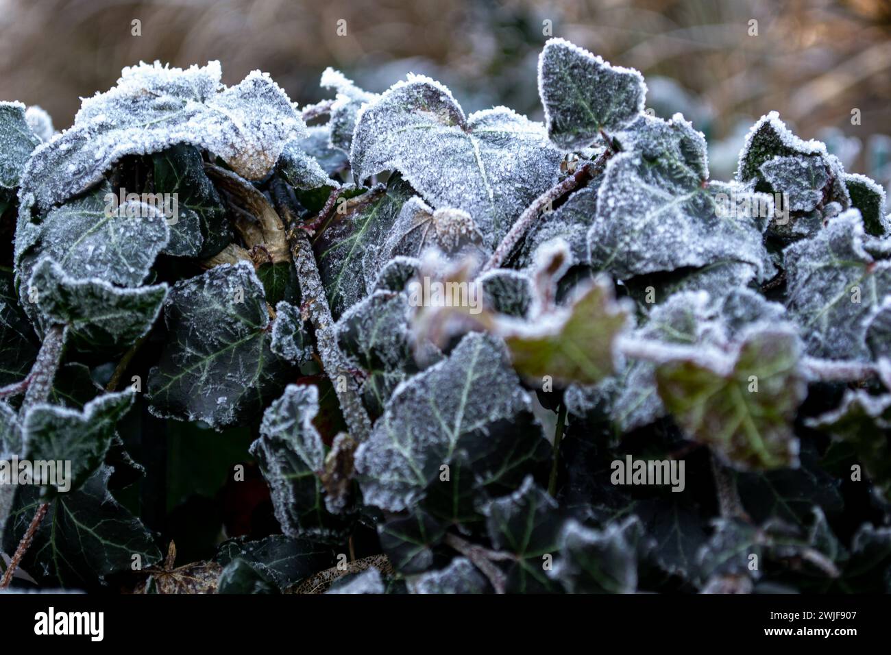 Eine Hecke aus Ästen von grünem Klettereifeu, bedeckt mit weißem Raureif Stockfoto