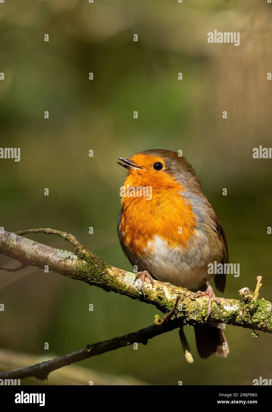 Robin Redbrust sitzt auf einem Zweig in der Sonne. Stockfoto