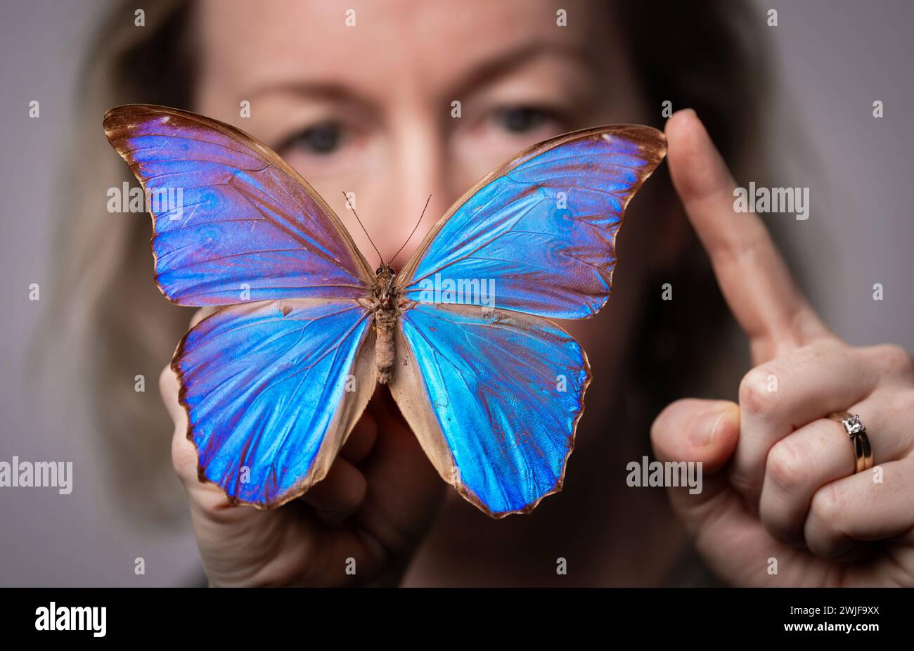 Kuratorin der Naturwissenschaft Clare Brown mit einem südamerikanischen Blauen Morpho-Schmetterling, der Teil einer Sammlung einiger der seltensten und schönsten Schmetterlinge der Welt ist, die im Leeds Discovery Centre aufbewahrt und ausgestellt werden. hier leben Hunderte von Arten aus der ganzen Welt, viele wurden vor mehr als einem Jahrhundert von Forschern und Wissenschaftlern gesammelt. Bilddatum: Donnerstag, 15. Februar 2024. Stockfoto