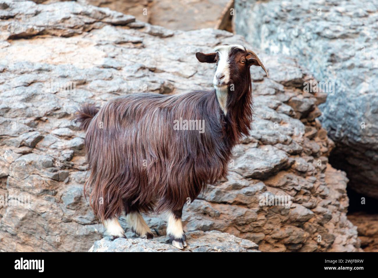 Langhaarige bunte Ziege auf den Felsen des Jabel Shams Canyon, Gulch, Balcony Walk, Oman Stockfoto