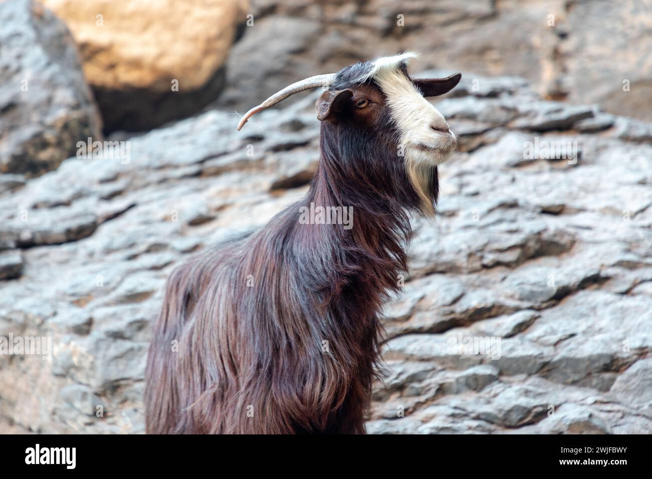Langhaarige bunte Ziege auf den Felsen des Jabel Shams Canyon, Gulch, Balcony Walk, Oman Stockfoto