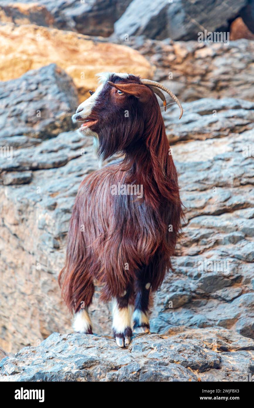 Langhaarige bunte Ziege auf den Felsen des Jabel Shams Canyon, Gulch, Balcony Walk, Oman Stockfoto