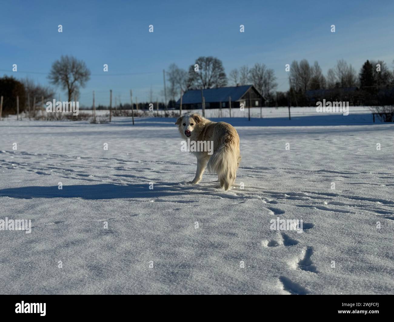 Hund, der auf Schnee vor blauem Himmel läuft Stockfoto