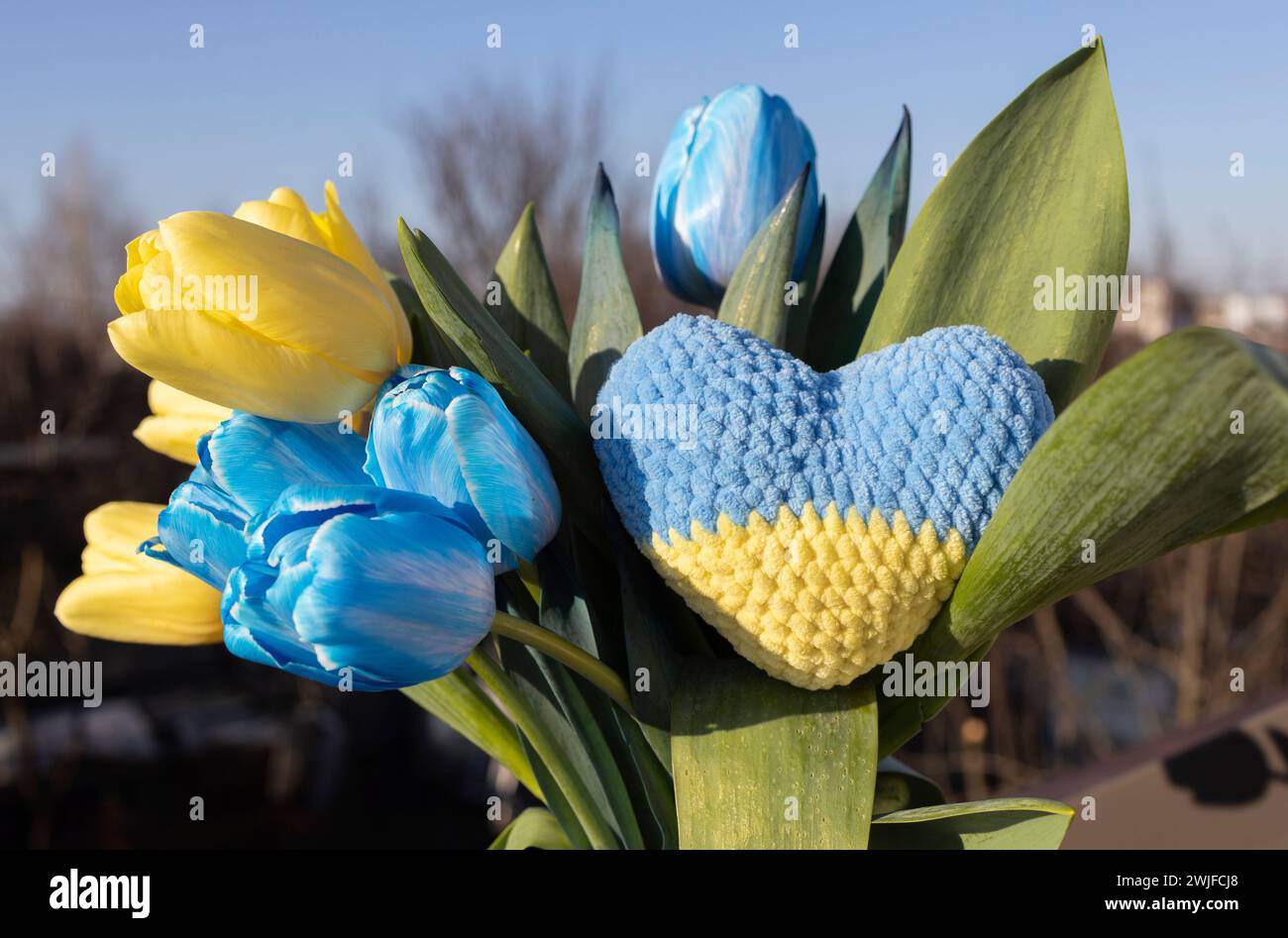 Blumenstrauß aus blauen und gelben Tulpenblüten der ukrainischen Flagge und einem gestrickten Herzen. Wiederbelebung der Natur, Frieden für die Ukraine. Sonniger Frühlingstag, Mutter d Stockfoto