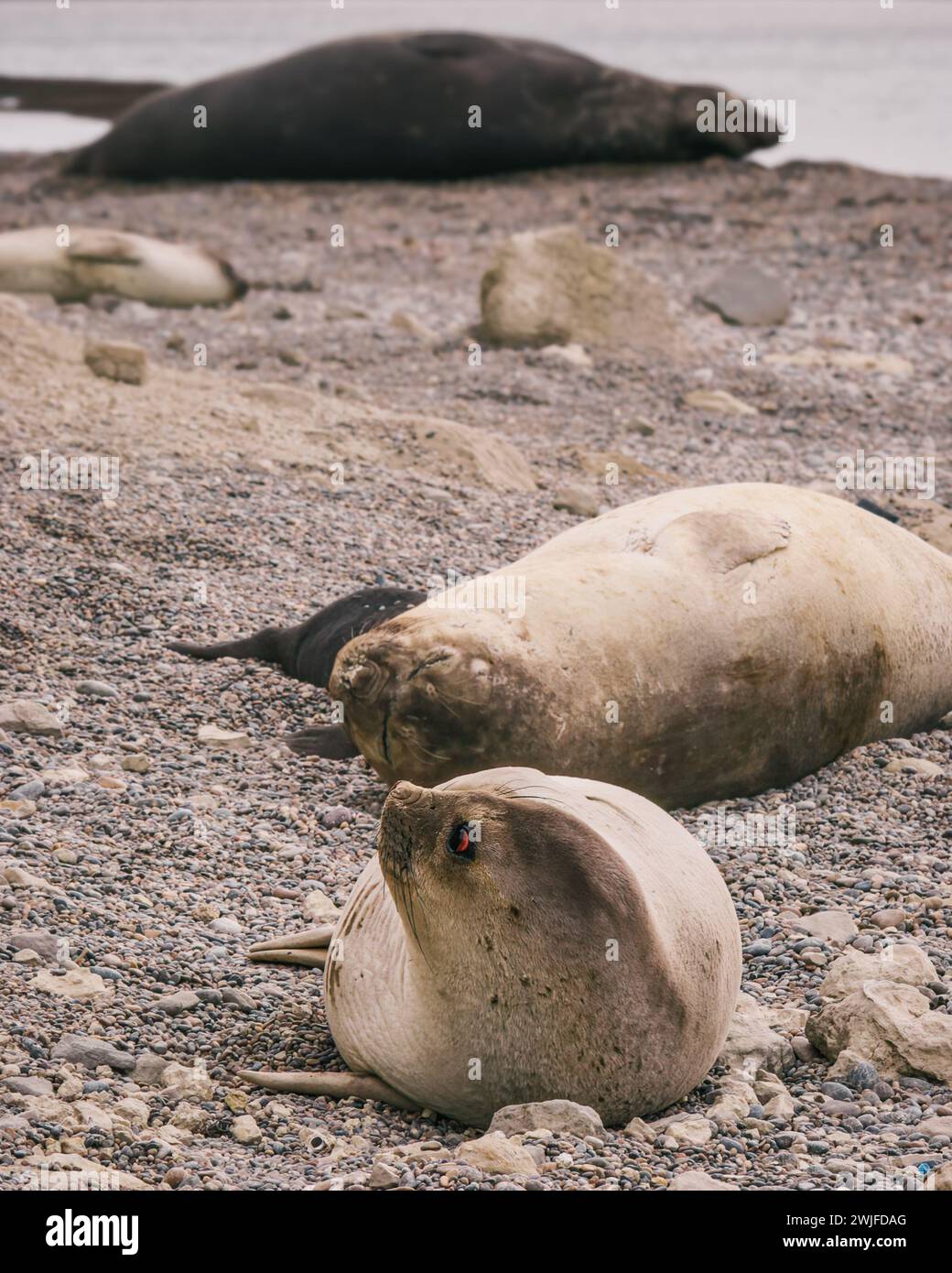 Robben in der Ruhe am Strand von Punta Ninfas (Argentinien) Stockfoto