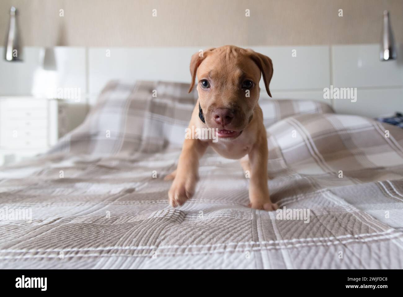 Pitbull-Hund, Welpe, spielt glücklich auf einem Bett. Niedliches Haustier. Stockfoto