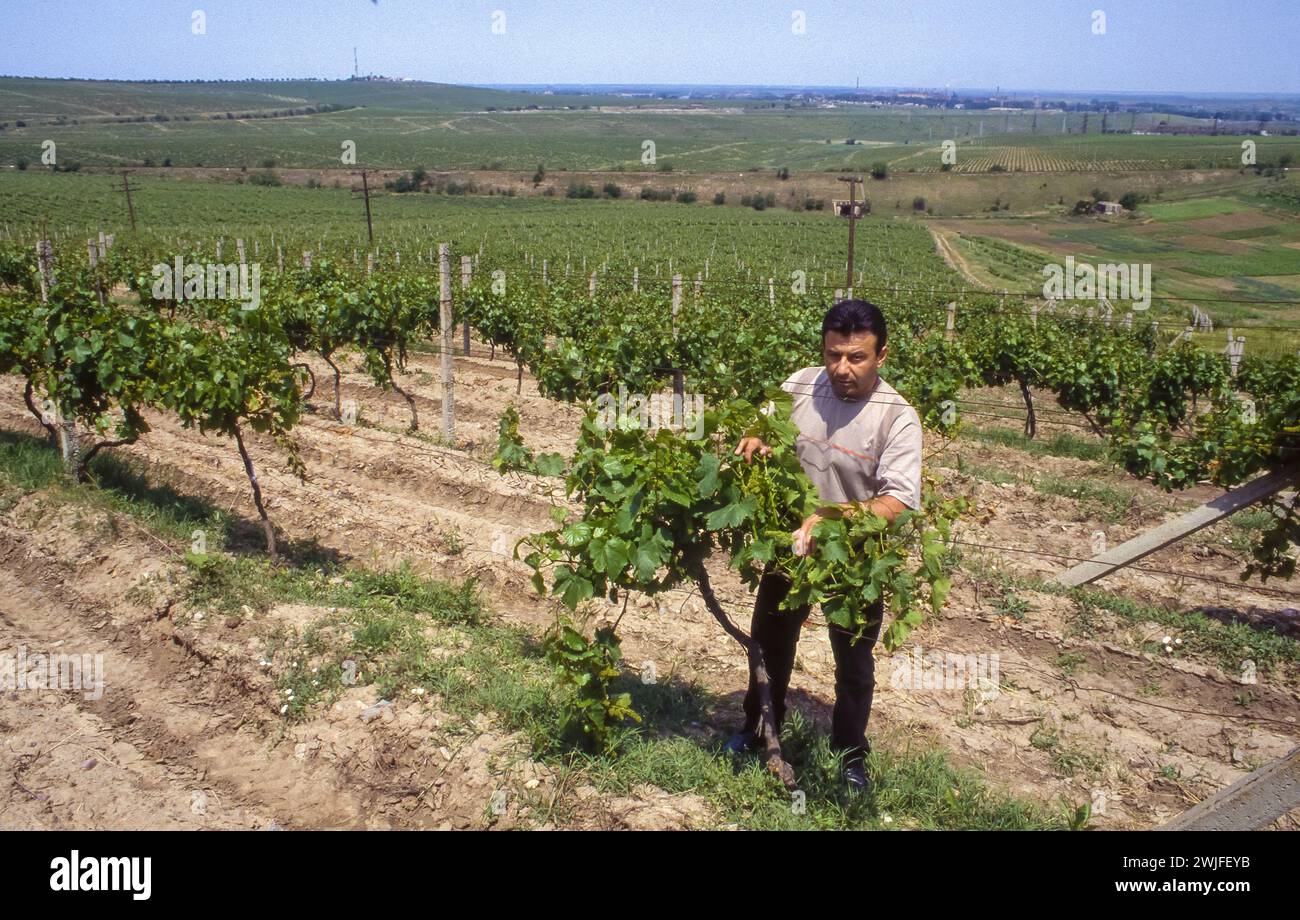 Rumänien, Region Tulcea, Landwirt in der Nähe von Weinreben im Weinberg. Stockfoto