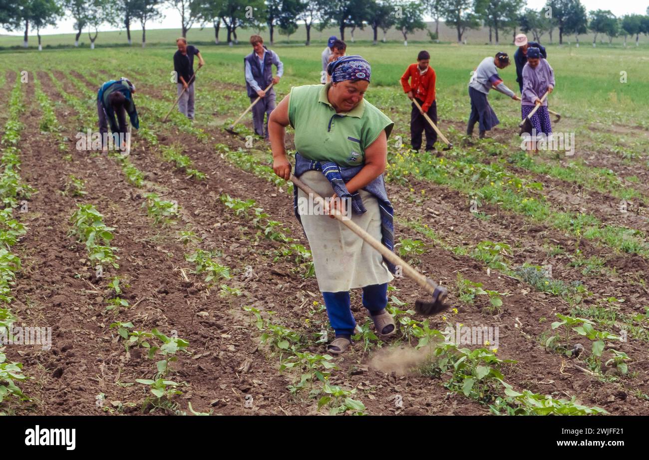 Rumänien, Tulcea, Landarbeiter jäten auf einem Feld als Alternative zum Einsatz von Insektiziden. Stockfoto