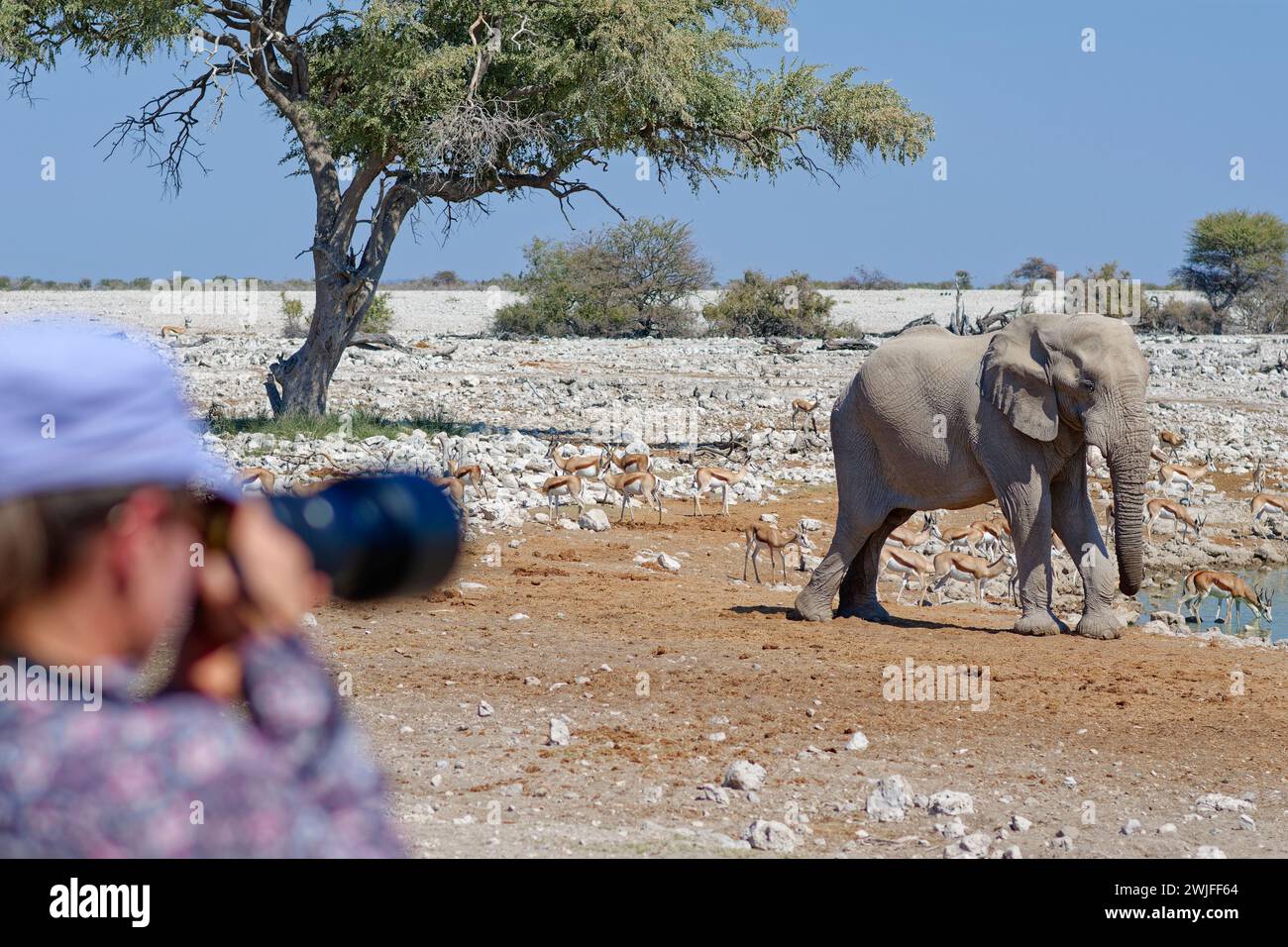 Junge Frau mit Teleobjektiv, die Bilder eines erwachsenen männlichen afrikanischen Buschelefanten (Loxodonta africana) macht, der mit einer Springbockherde trinkt, Etosha Stockfoto