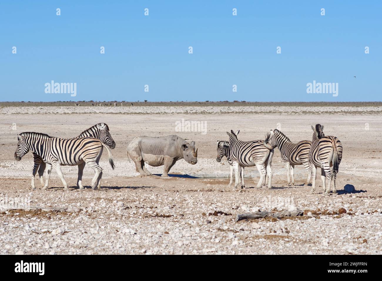 Schwarzes Nashorn (Diceros bicornis), erwachsenes Weibchen, das am Wasserloch trinkt, umgeben von einer Herde von Burchell-Zebras (Equus quagga burchellii), Etosha, Stockfoto