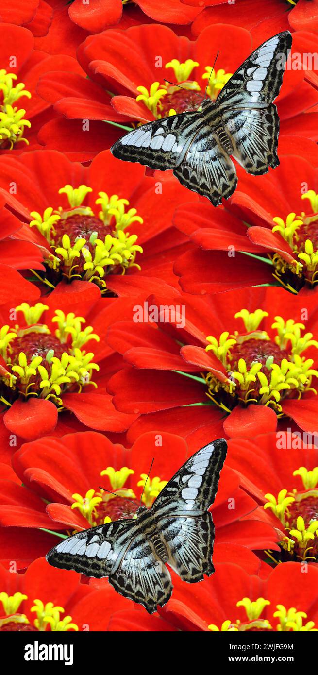 Zinnia blüht mit einem malaysischen blauen Clipper Schmetterling Stockfoto