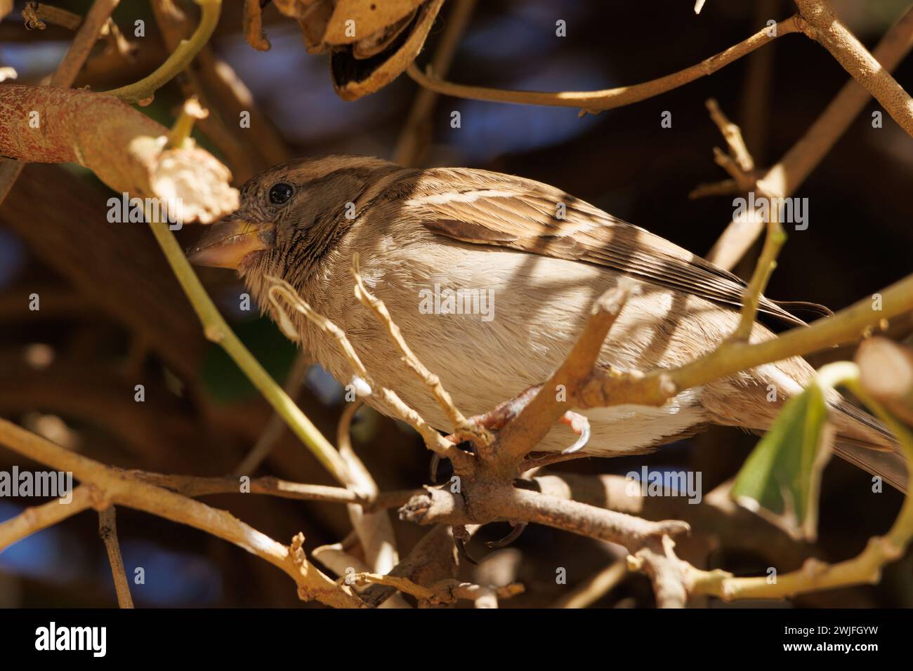 Weibliche Hausspatze (Passer domesticus) zwischen Buschzweigen in El Campello, Spanien Stockfoto