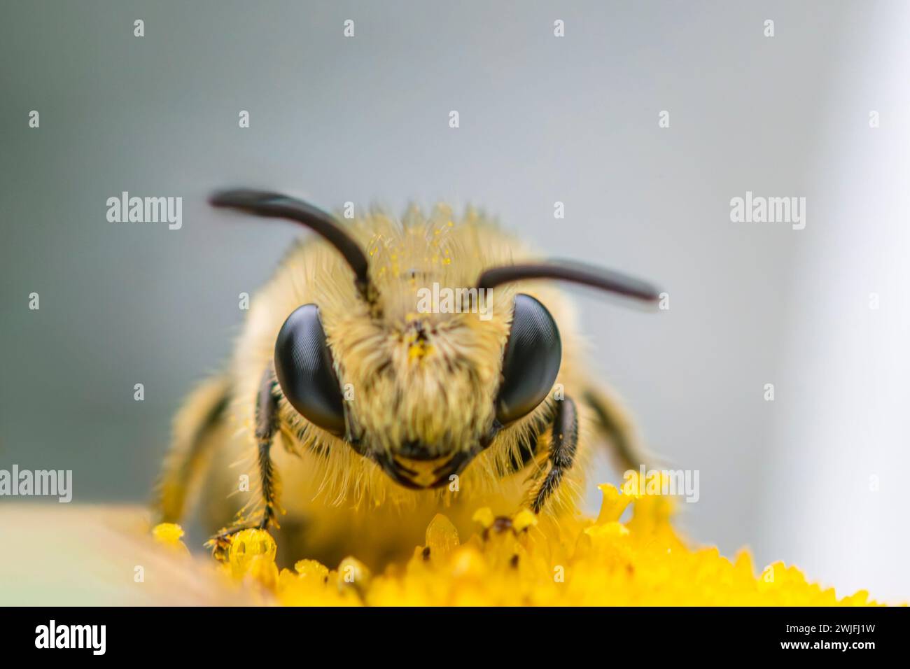 Gipskerbienen-Kamera auf Oxeye Daisy Stockfoto