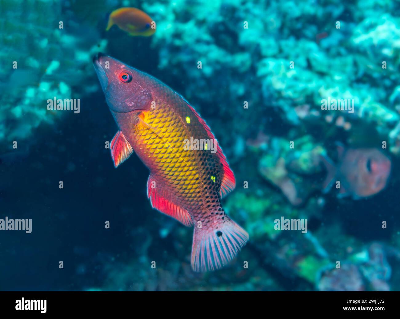 Dianas Hogfish im Roten Meer Stockfoto