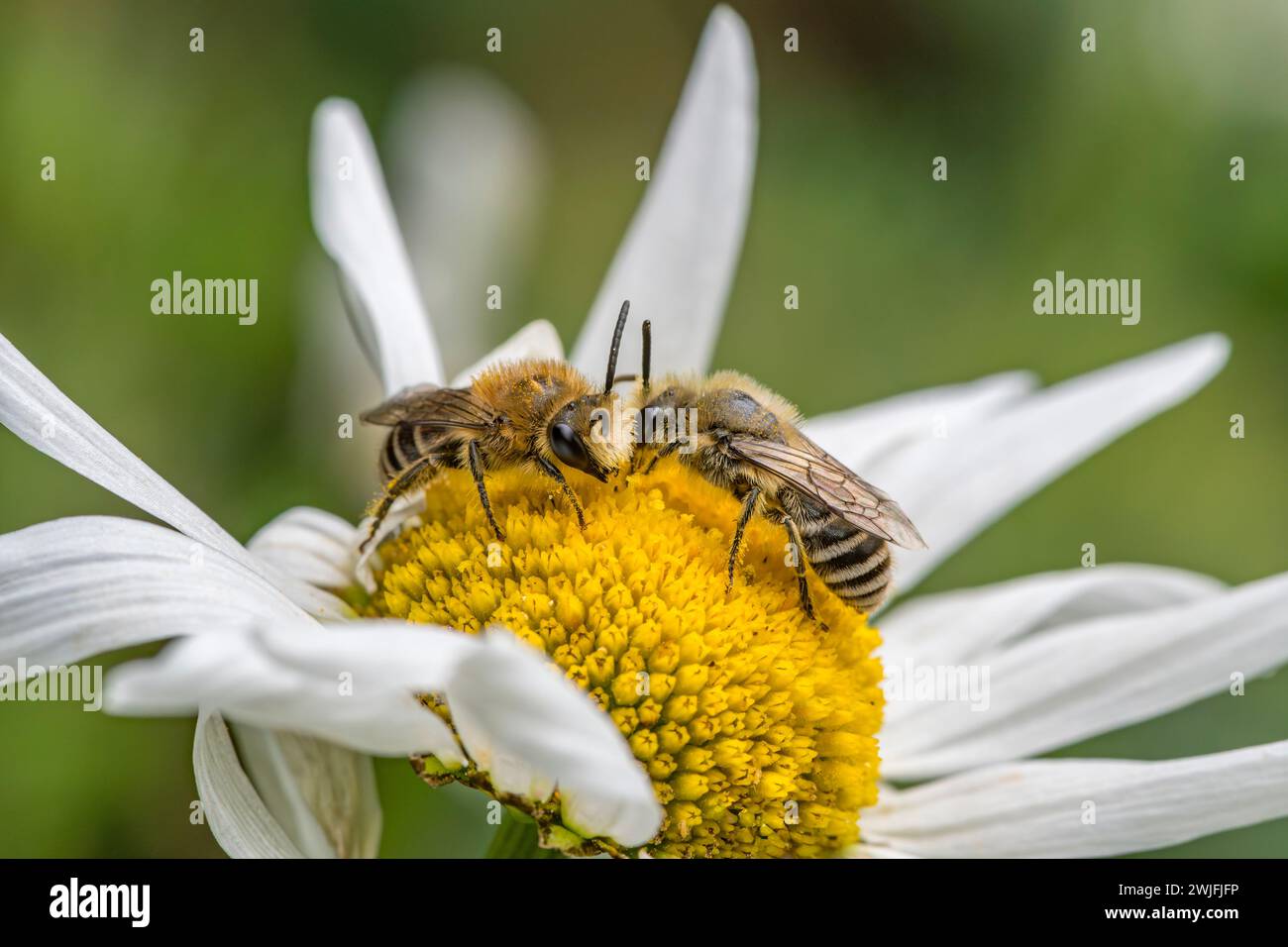 Gipskerbienen stehen einander gegenüber auf Oxeye Daisy Stockfoto