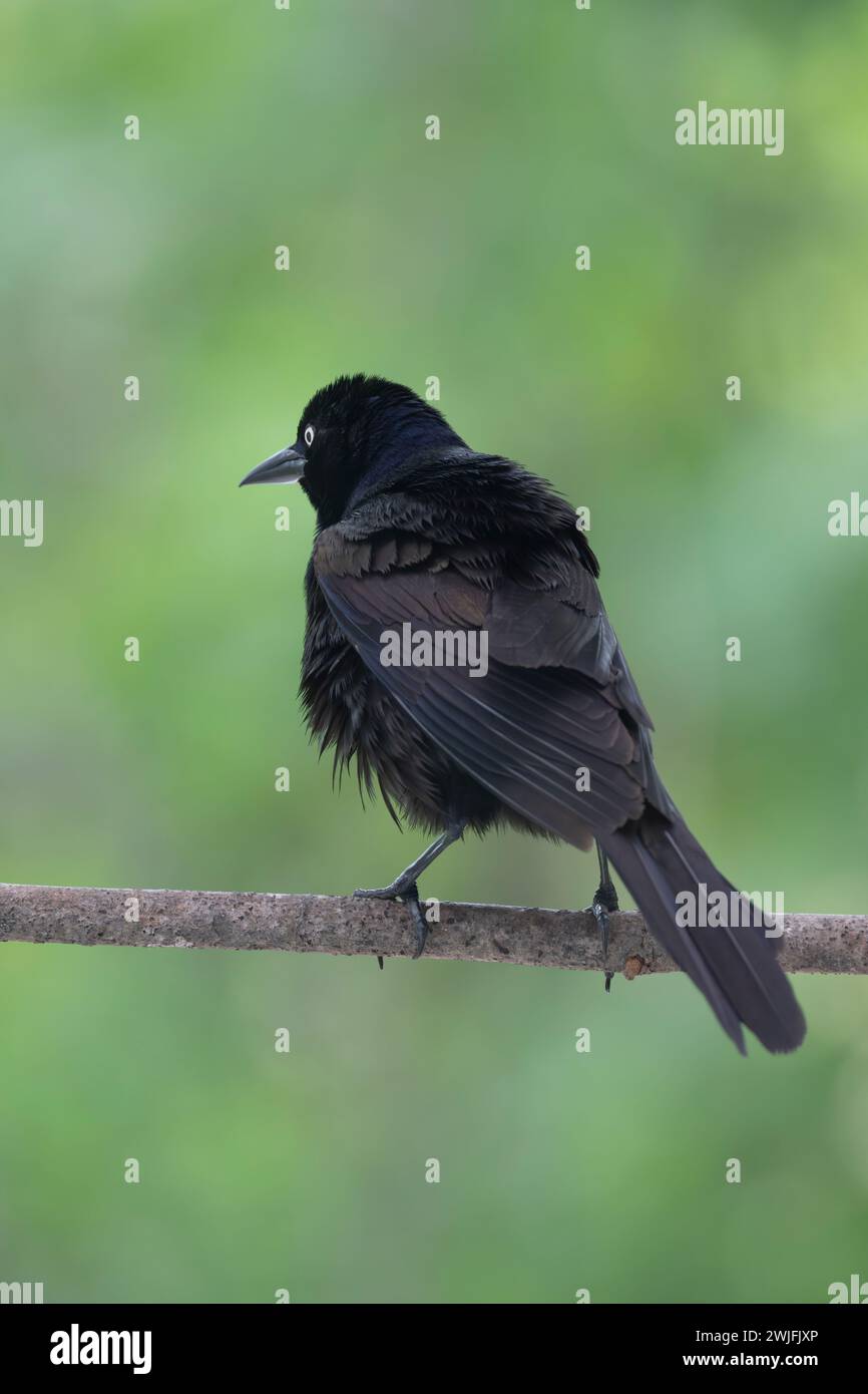 Gemeiner Grackle, Quiscalus quiscula, thront auf einem Zweig im Frühjahr, Brownsburg-Chatham, Quebec, Kanada Stockfoto