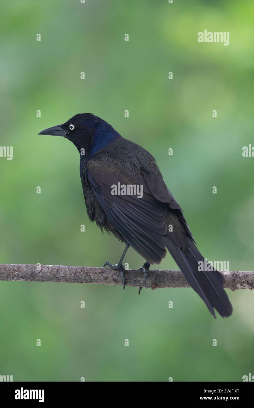Gemeiner Grackle, Quiscalus quiscula, thront auf einem Zweig im Frühjahr, Brownsburg-Chatham, Quebec, Kanada Stockfoto
