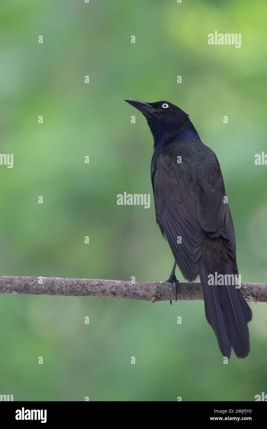 Gemeiner Grackle, Quiscalus quiscula, thront auf einem Zweig im Frühjahr, Brownsburg-Chatham, Quebec, Kanada Stockfoto