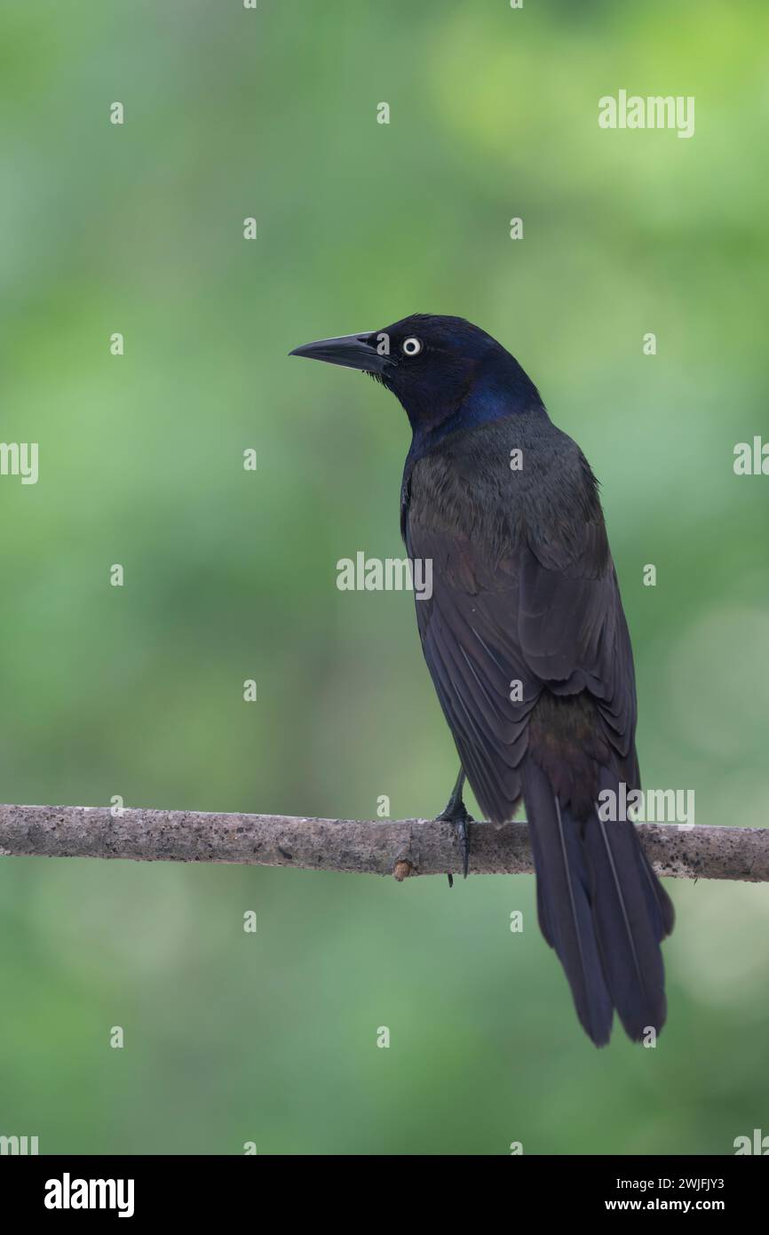 Gemeiner Grackle, Quiscalus quiscula, thront auf einem Zweig im Frühjahr, Brownsburg-Chatham, Quebec, Kanada Stockfoto