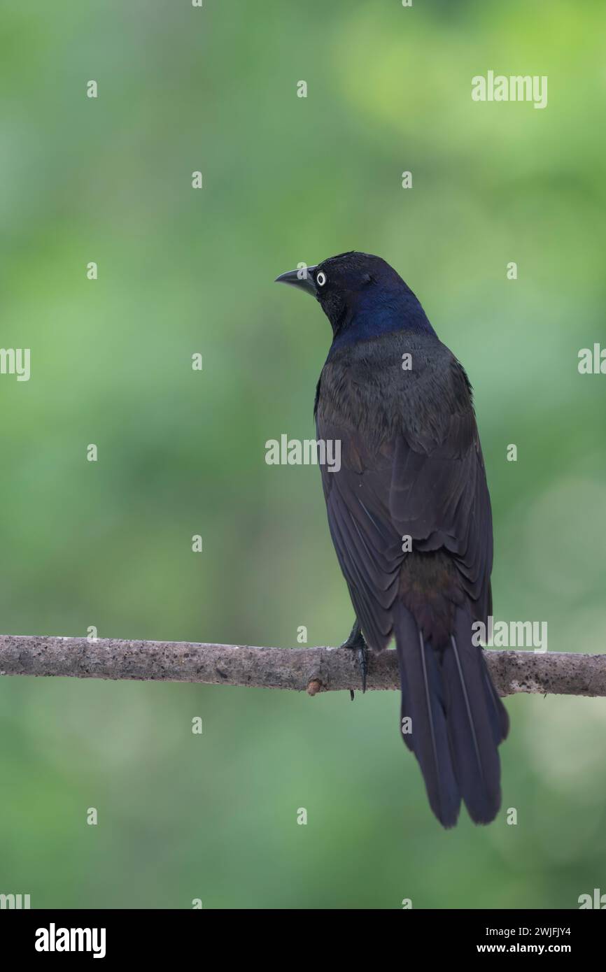 Gemeiner Grackle, Quiscalus quiscula, thront auf einem Zweig im Frühjahr, Brownsburg-Chatham, Quebec, Kanada Stockfoto