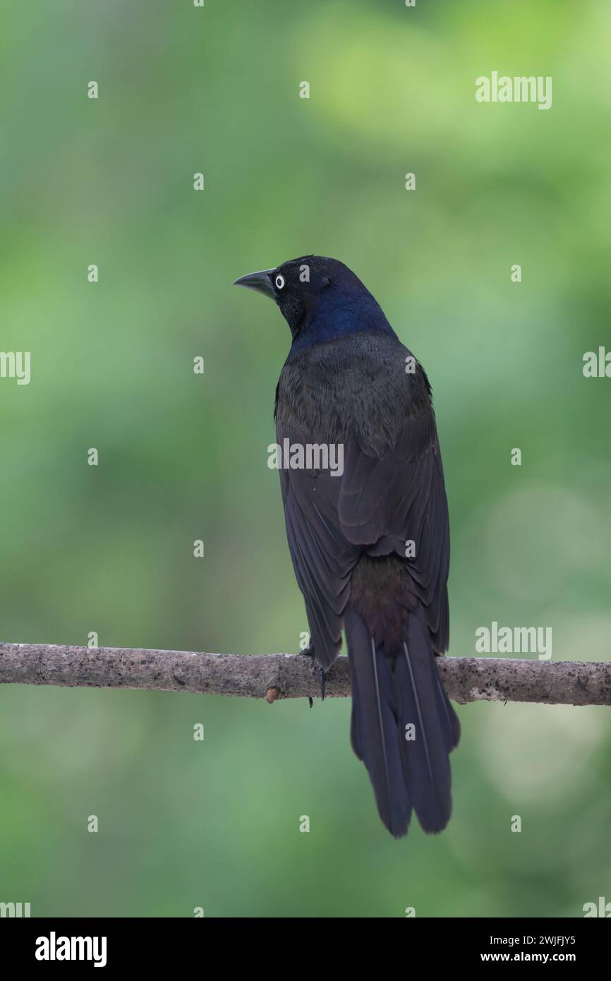 Gemeiner Grackle, Quiscalus quiscula, thront auf einem Zweig im Frühjahr, Brownsburg-Chatham, Quebec, Kanada Stockfoto