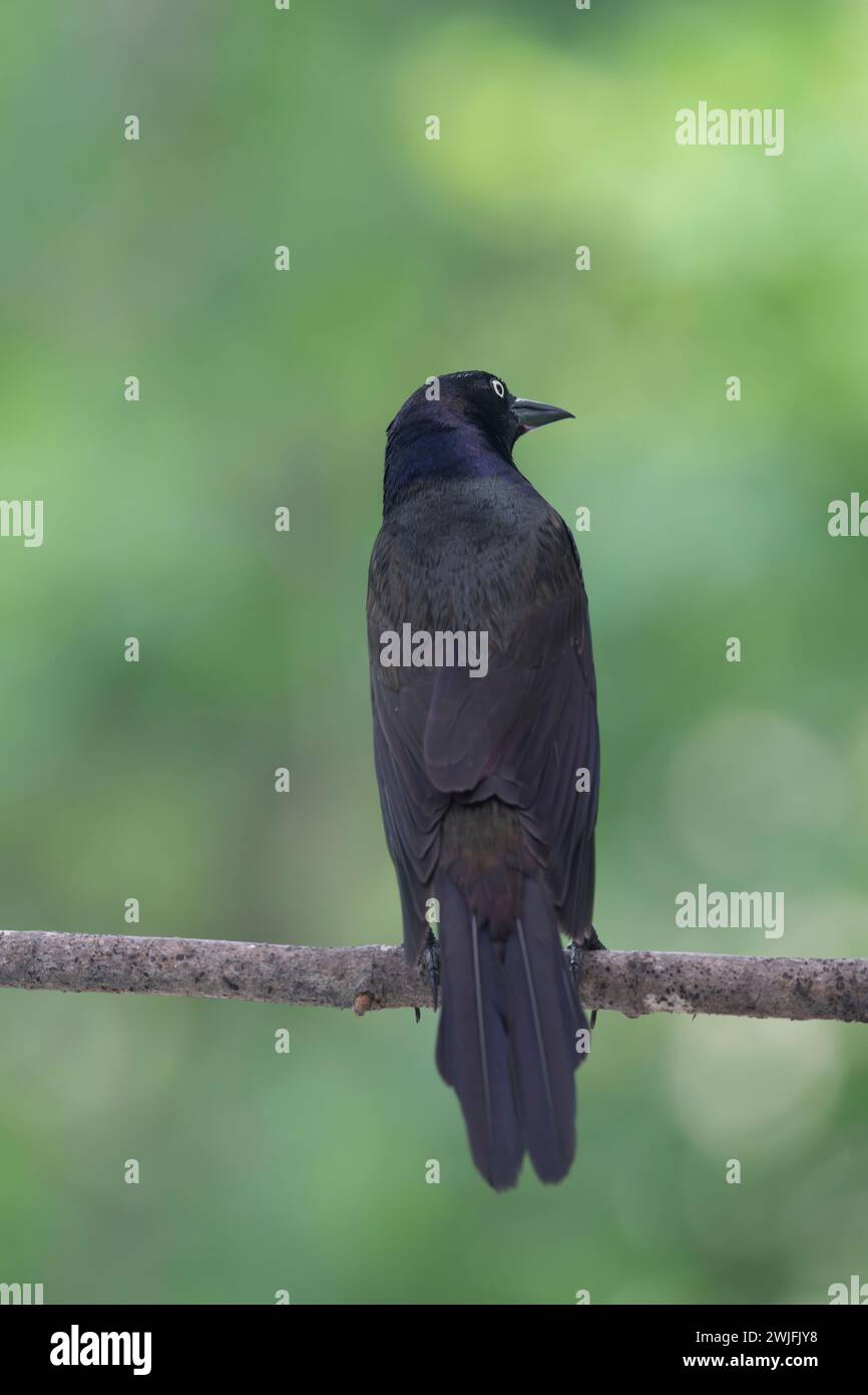 Gemeiner Grackle, Quiscalus quiscula, thront auf einem Zweig im Frühjahr, Brownsburg-Chatham, Quebec, Kanada Stockfoto