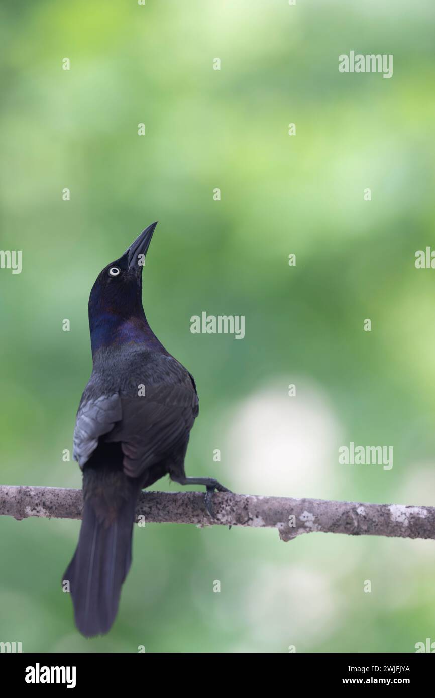 Gemeiner Grackle, Quiscalus quiscula, thront auf einem Zweig im Frühjahr, Brownsburg-Chatham, Quebec, Kanada Stockfoto