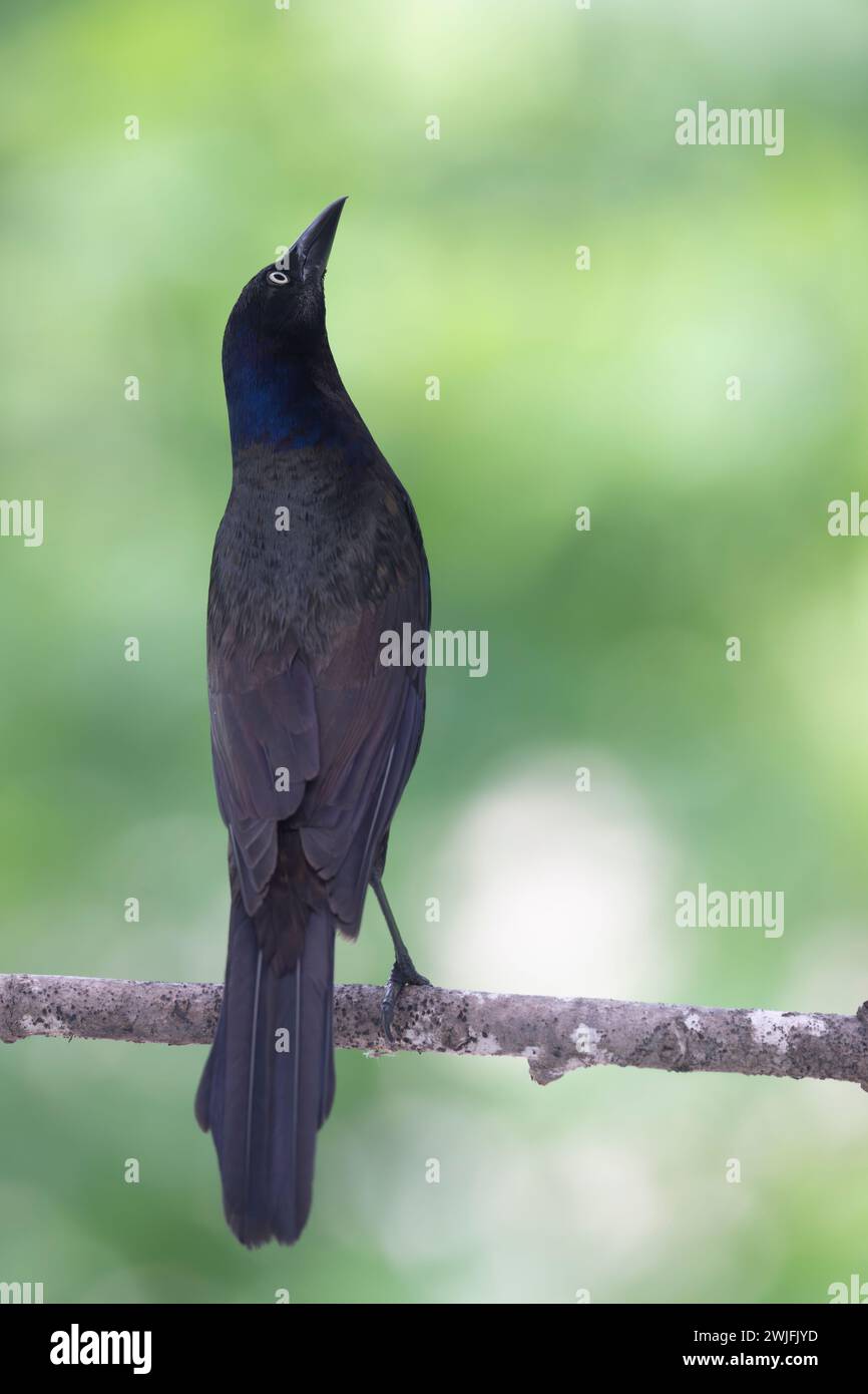 Gemeiner Grackle, Quiscalus quiscula, thront auf einem Zweig im Frühjahr, Brownsburg-Chatham, Quebec, Kanada Stockfoto