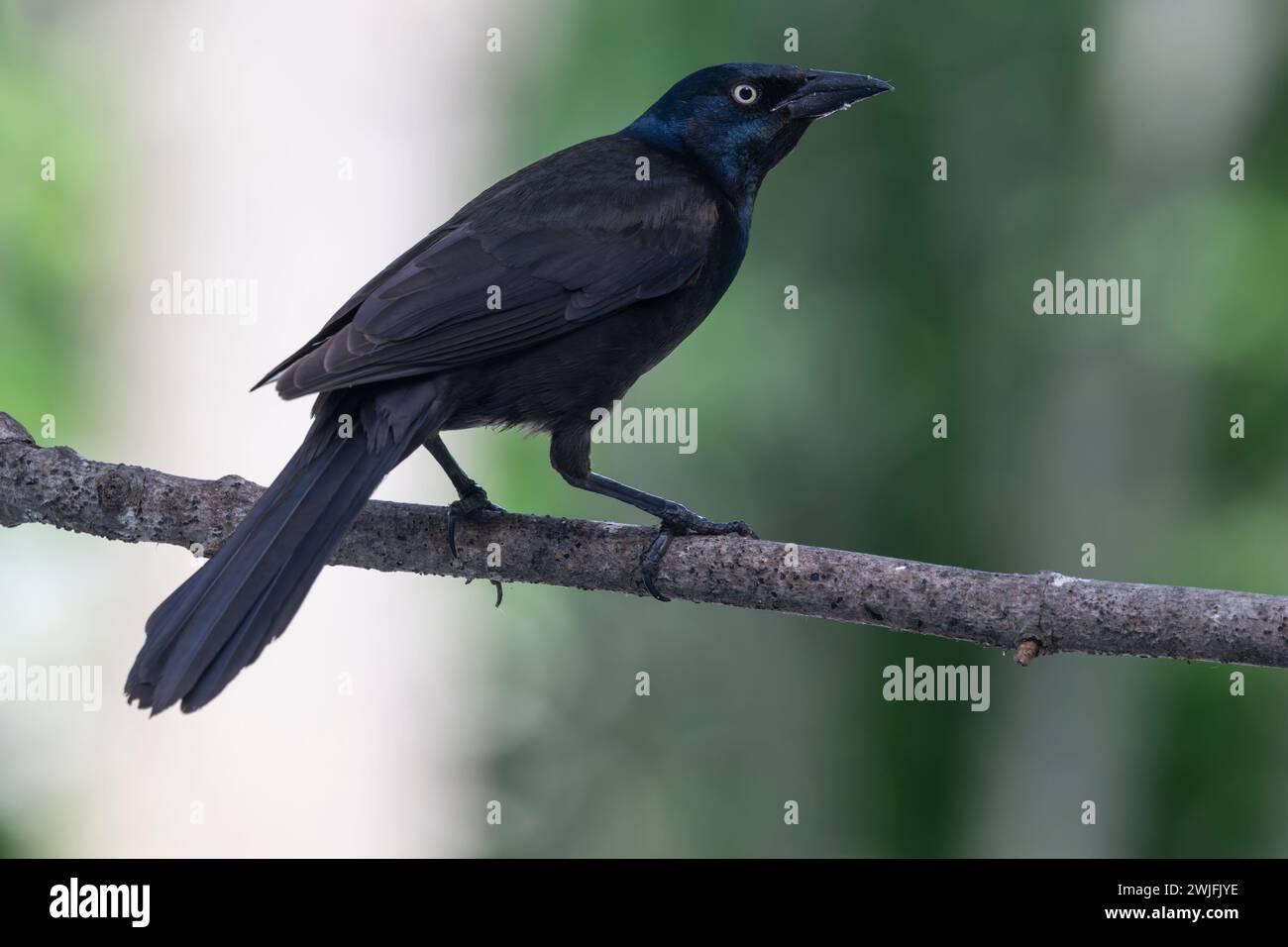 Gemeiner Grackle, Quiscalus quiscula, thront auf einem Zweig im Frühjahr, Brownsburg-Chatham, Quebec, Kanada Stockfoto